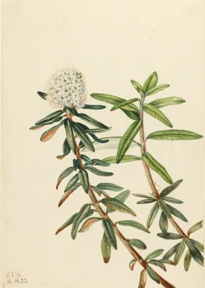 Labrador Tea (Ledum groenlandicum)