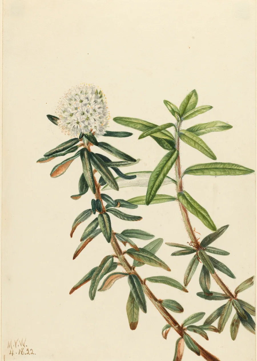 Labrador Tea (Ledum groenlandicum) by Mary Vaux Walcott, born Philadelphia, PA 1860-died St. Andrews, New Brunswick, Canada 1940