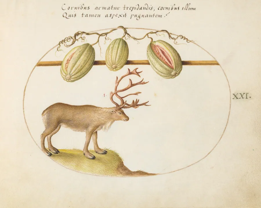 Plate 21: Reindeer with Melons by Joris Hoefnagel