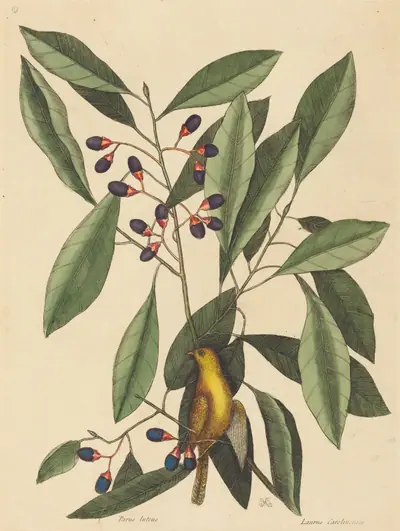 The Yellow Titmouse (Motacilla trochilus)