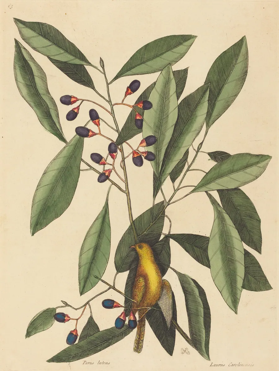 The Yellow Titmouse (Motacilla trochilus) by Mark Catesby
