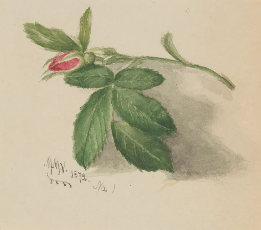 Rosebud by Mary Vaux Walcott, born Philadelphia, PA 1860-died St. Andrews, New Brunswick, Canada 1940