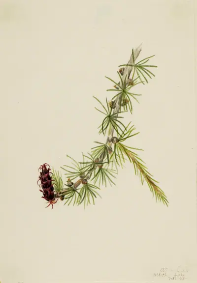 Lyall Larch (Larix lyallii)