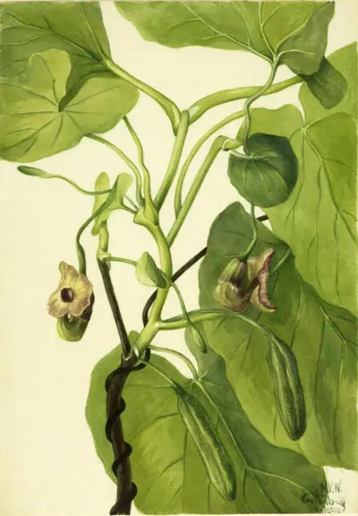 Dutchman's Pipe