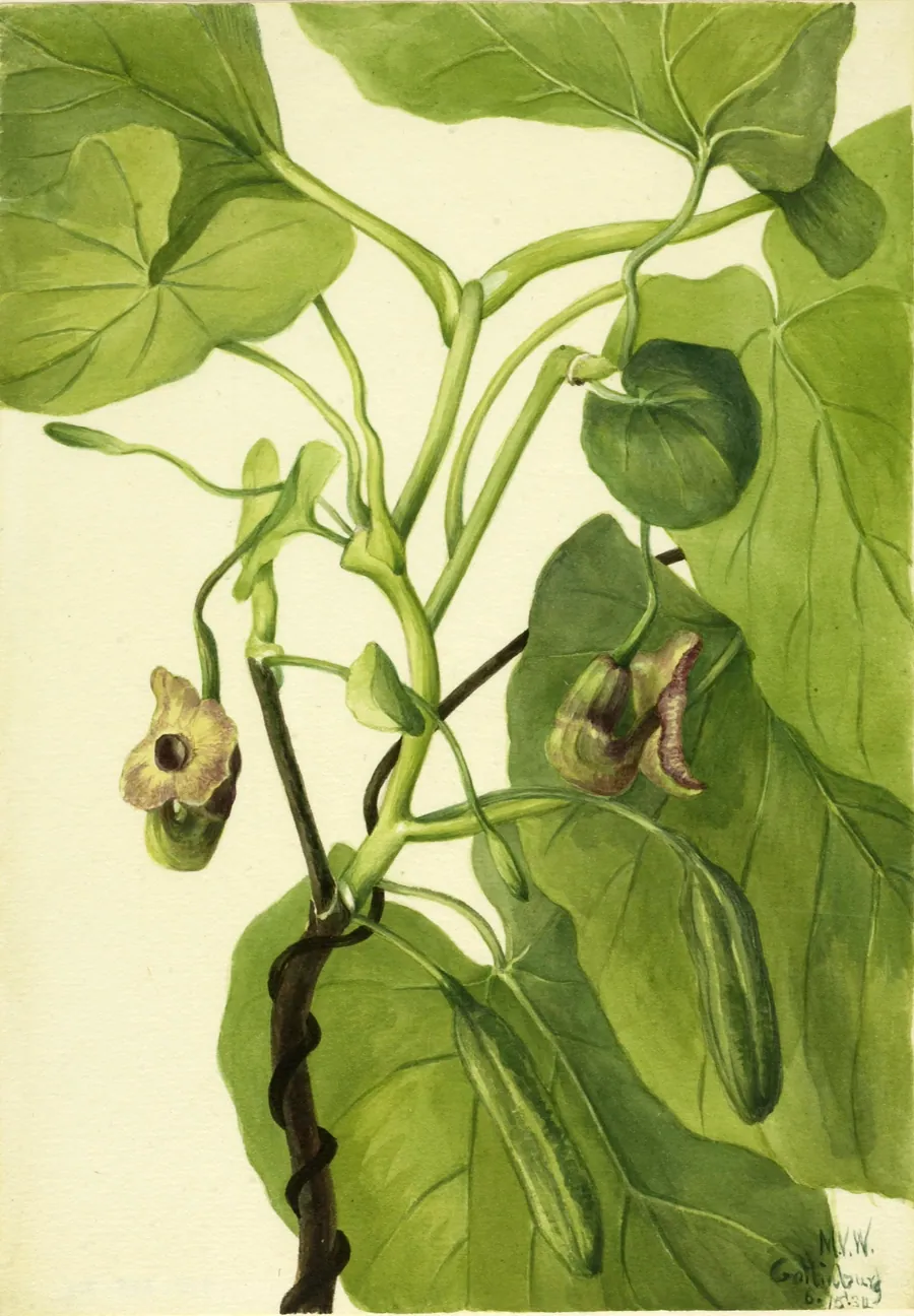 Dutchman's Pipe by Mary Vaux Walcott, born Philadelphia, PA 1860-died St. Andrews, New Brunswick, Canada 1940