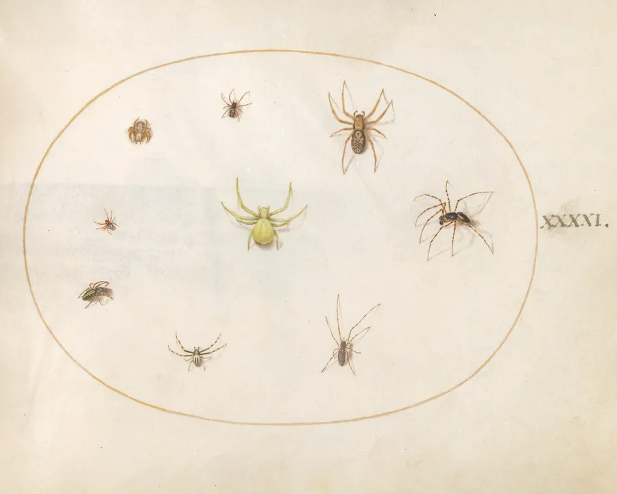 Plate 41: Yellow Spider Surrounded by Eight Spiders by Joris Hoefnagel