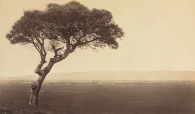 Untitled (Landscape near Watsonville, California)