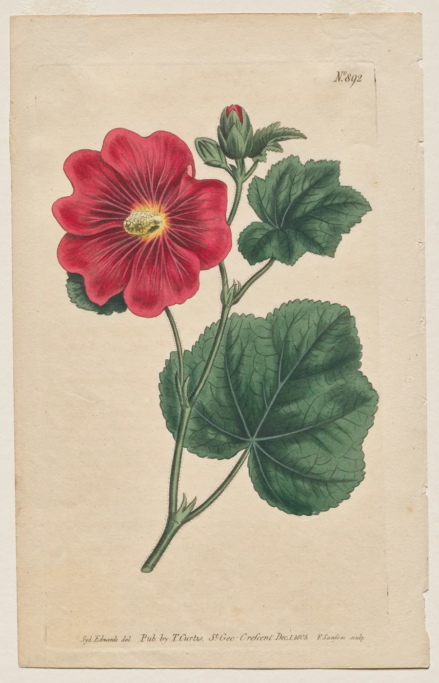 The Botanical Magazine or Flower Garden Displayed: Plate 892, Althaea Flexuosa. Seringapatam A Hollyhock . [Althea rosea] by Francis Sansom