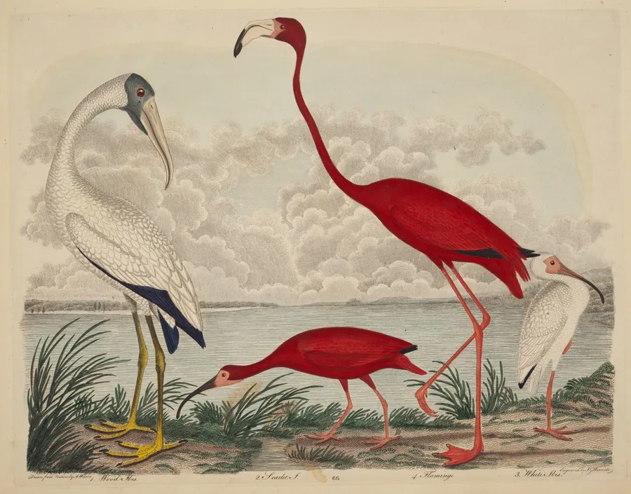 Wood Ibis, Scarlet Ibis, Flamingo, and White Ibis by John G. Warnicke