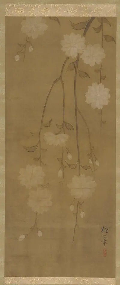 Drooping cherry branches in blossom