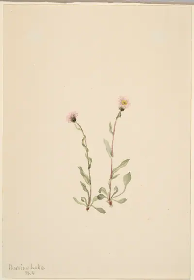 Pink Fleabane (Erigeron jucundus)