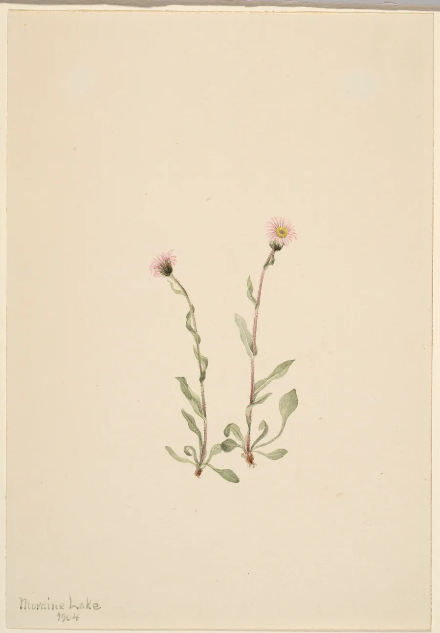 Pink Fleabane (Erigeron jucundus) by Mary Vaux Walcott, born Philadelphia, PA 1860-died St. Andrews, New Brunswick, Canada 1940