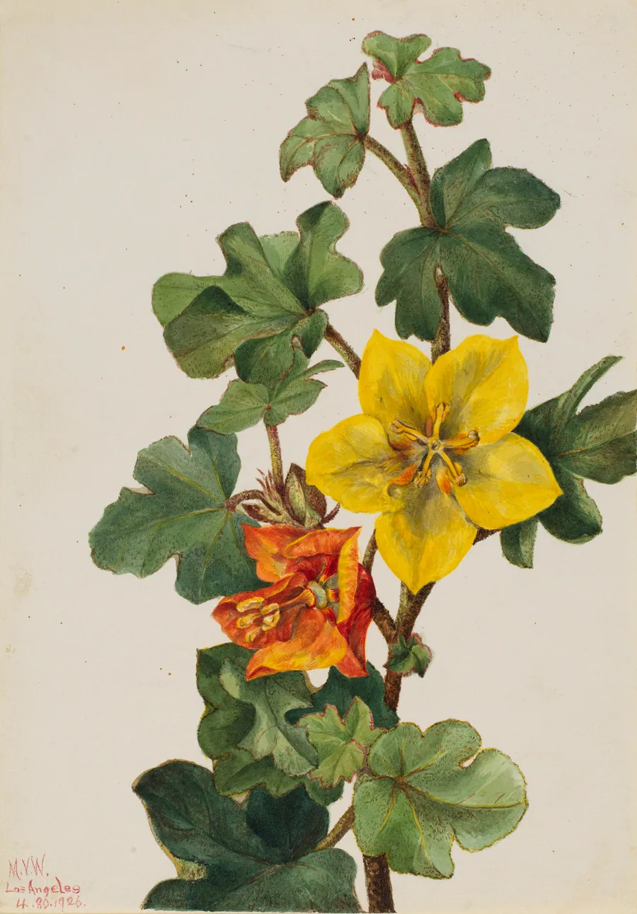 Mexican Fremontia (Fremontodendron mexicanum) by Mary Vaux Walcott, born Philadelphia, PA 1860-died St. Andrews, New Brunswick, Canada 1940