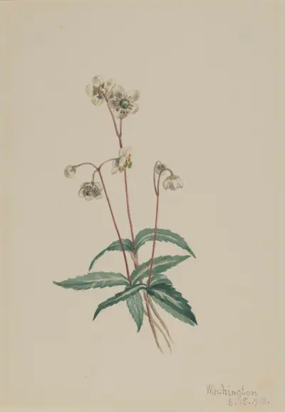 Spotted Pipsissewa (Chimaphila maculata)