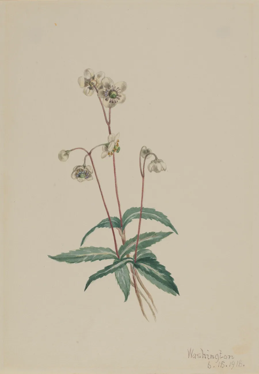 Spotted Pipsissewa (Chimaphila maculata) by Mary Vaux Walcott, born Philadelphia, PA 1860-died St. Andrews, New Brunswick, Canada 1940