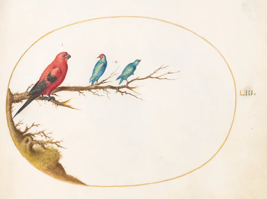 Plate 53: Three Brightly Colored Birds, including a Brazilian Tanager(?) by Joris Hoefnagel