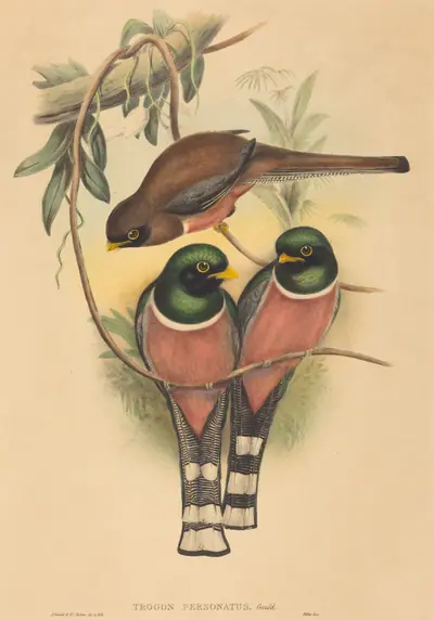 Trogan personatus