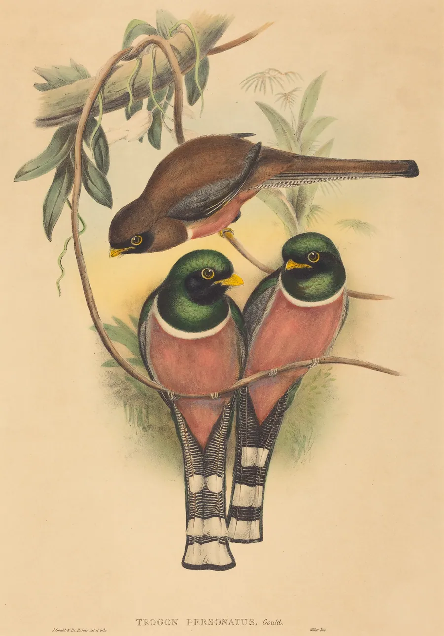 Trogan personatus by H.C. Richter