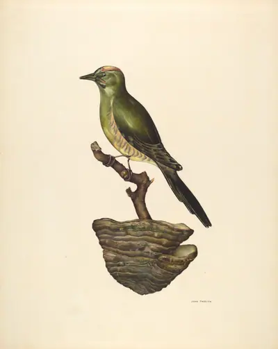 Robin (German?)
