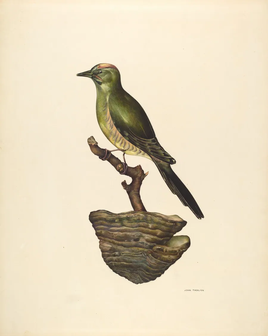 Robin (German?) by John Thorsen