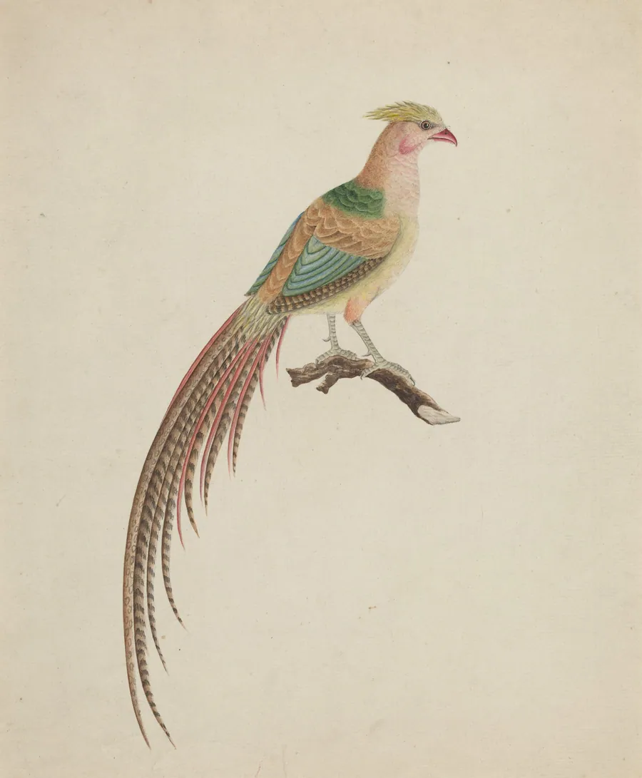 Golden Pheasant (Chrysolophus pictus) by British 18th Century