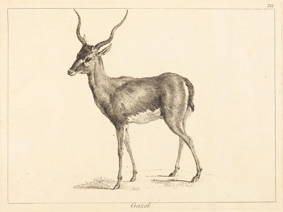 Gazel (Gazelle) by Jean Eric Rehn