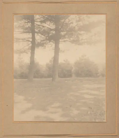 Landscape with trees