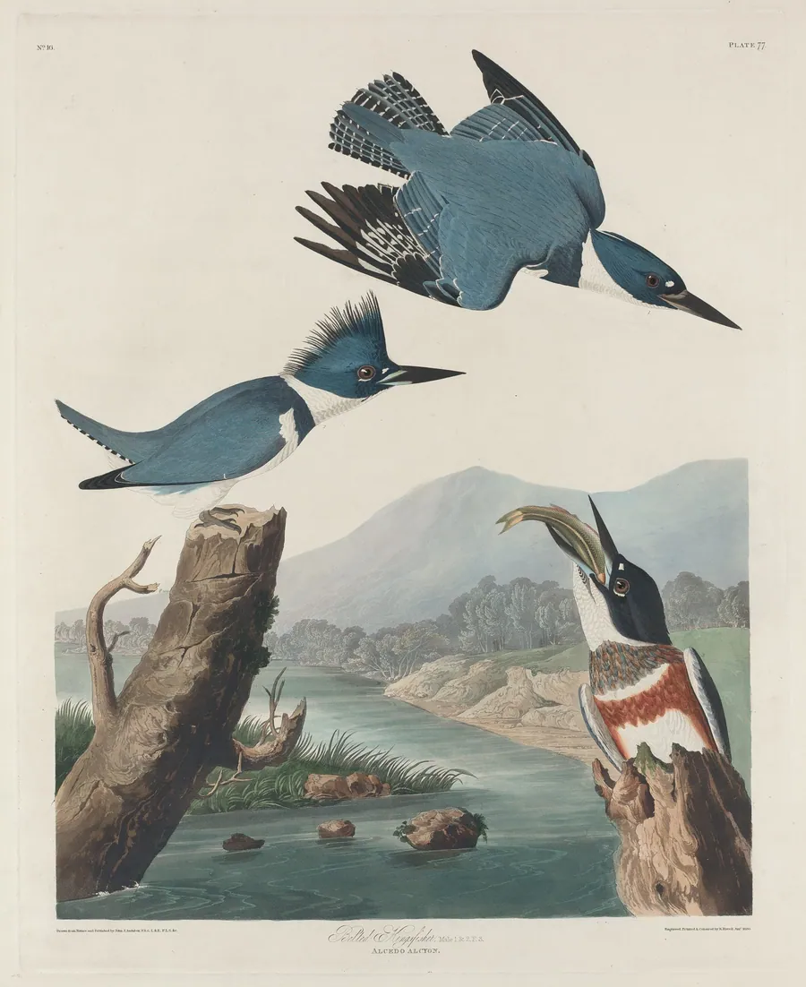 Belted Kingsfisher by Robert Havell, Jr.