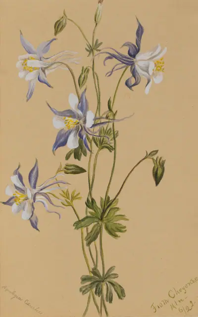 Blue Columbine (Aquilegia caerulea)