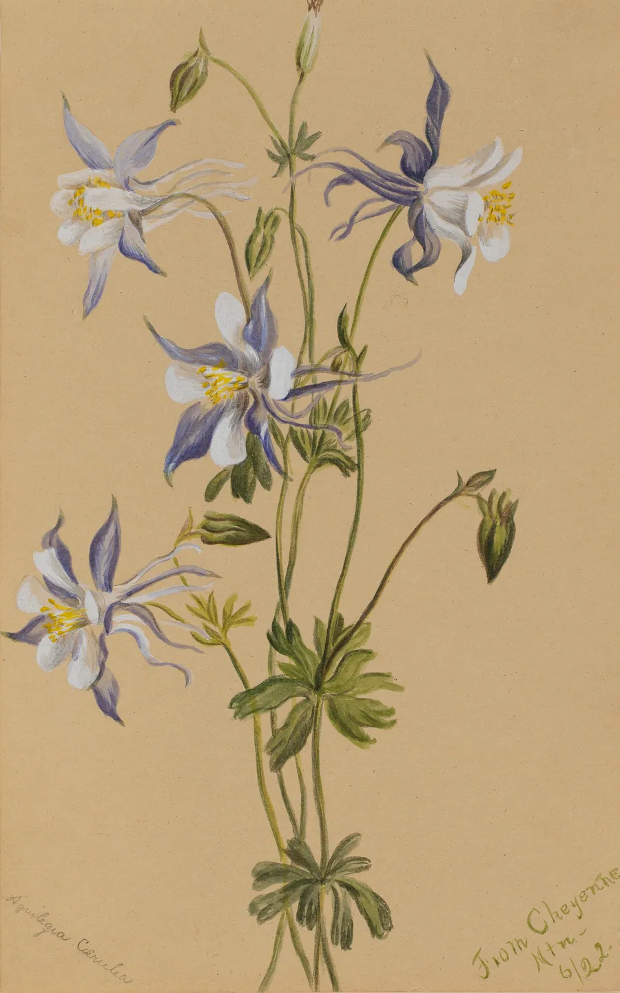 Blue Columbine (Aquilegia caerulea) by Mary Vaux Walcott, born Philadelphia, PA 1860-died St. Andrews, New Brunswick, Canada 1940