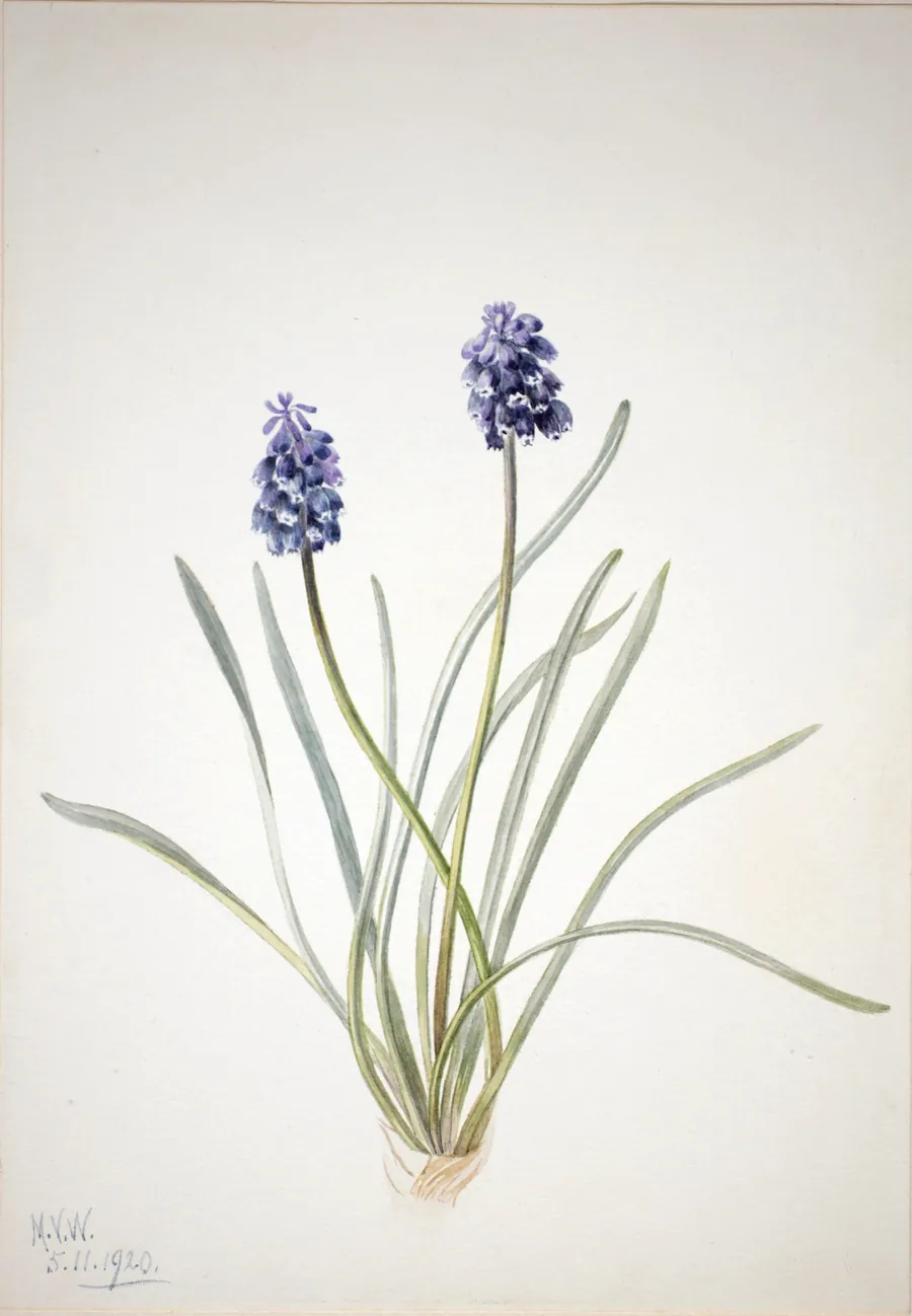 Grape Hyacinth (Muscari racemosum) by Mary Vaux Walcott, born Philadelphia, PA 1860-died St. Andrews, New Brunswick, Canada 1940