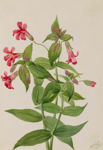 Lewis Monkey Flower (Mimulus lewisii)