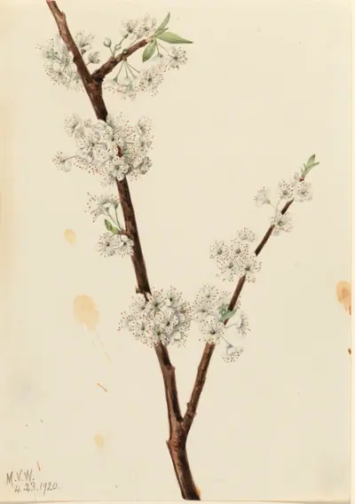 Chickasaw Plum (Prunus angustifolia)