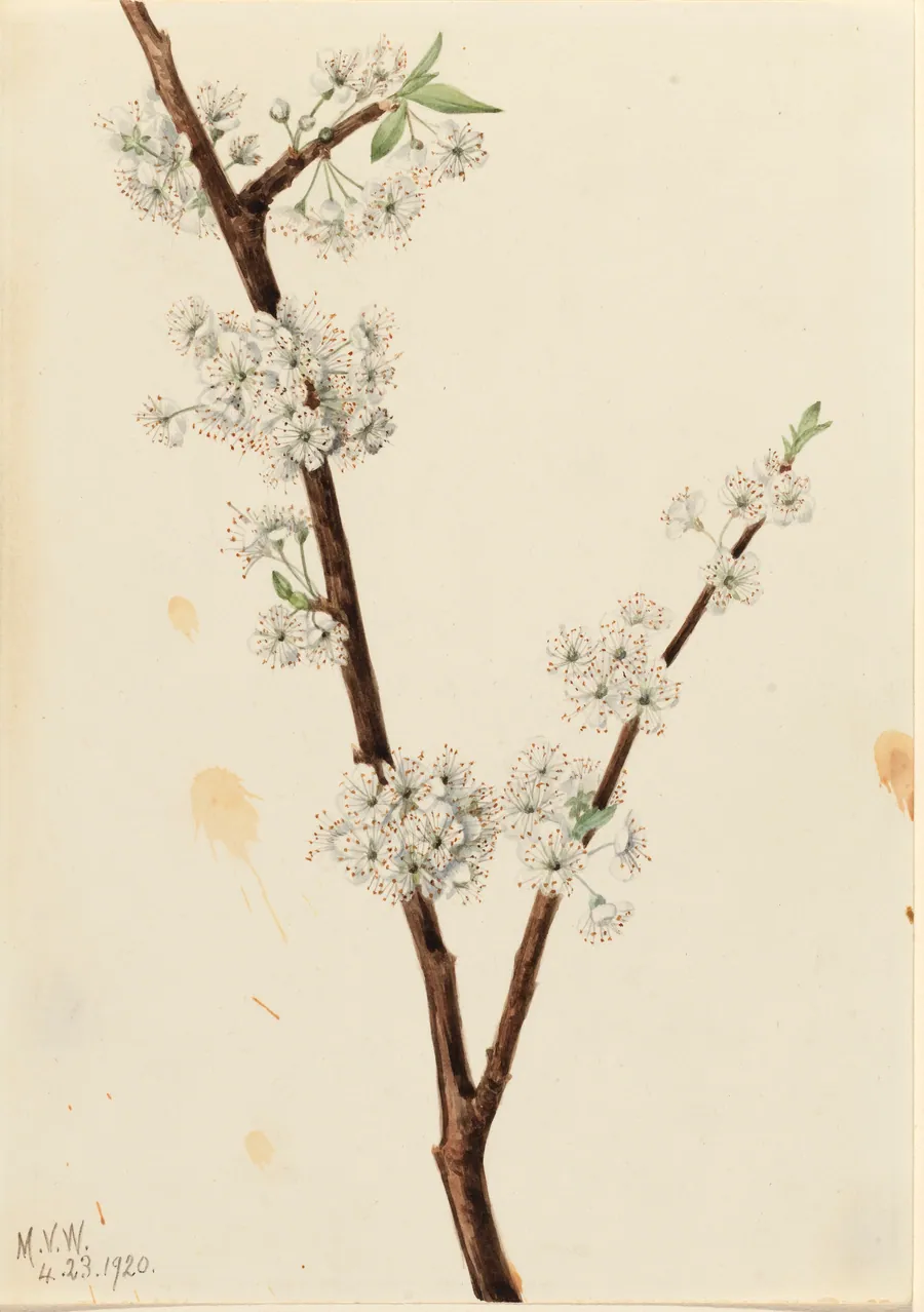 Chickasaw Plum (Prunus angustifolia) by Mary Vaux Walcott, born Philadelphia, PA 1860-died St. Andrews, New Brunswick, Canada 1940