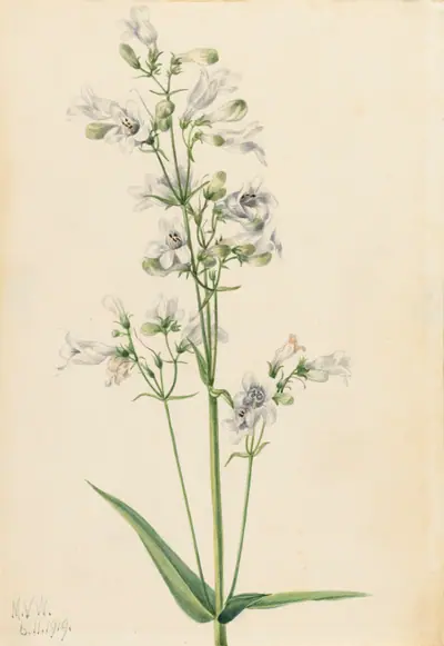 Foxglove Pentstemon (Pentstemon digitalis)