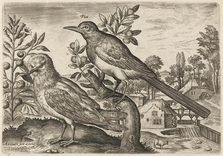 Magpie and Another Bird by Adriaen Collaert