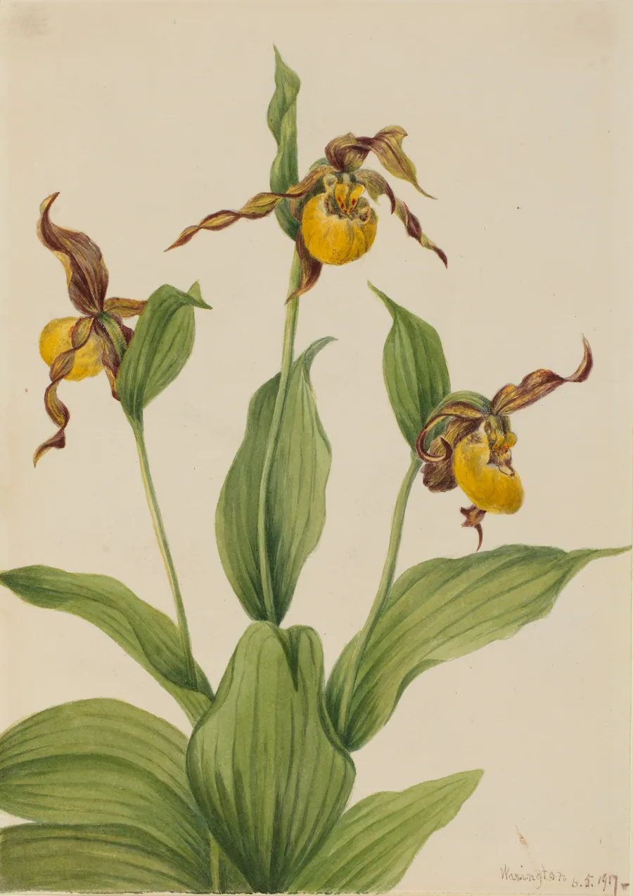 Small Yellow Ladyslipper (Cypripedium parviflorum) by Mary Vaux Walcott, born Philadelphia, PA 1860-died St. Andrews, New Brunswick, Canada 1940