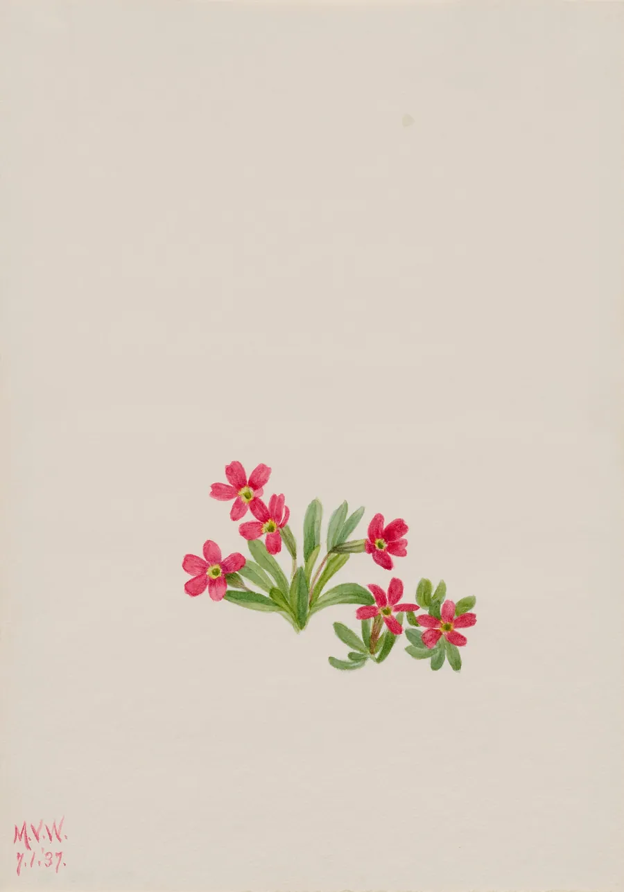 Primrose (Primula angustifolia) by Mary Vaux Walcott, born Philadelphia, PA 1860-died St. Andrews, New Brunswick, Canada 1940