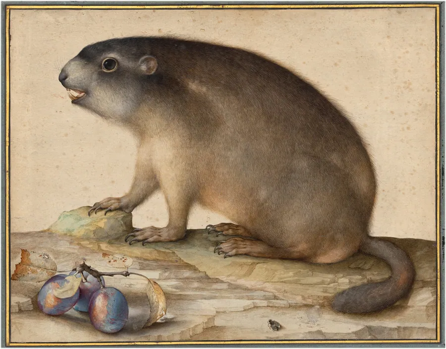 A Groundhog or Marmot with a Branch of Plums by Jacopo Ligozzi