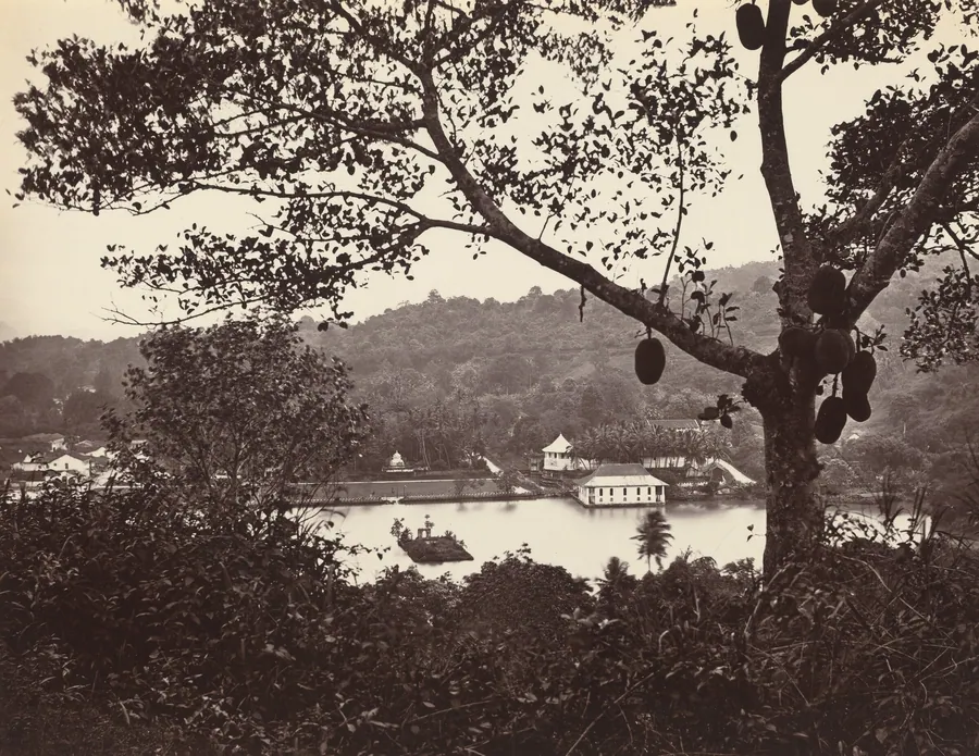 A Peep from Upper Lake Road showing Temple and Island with Park -- fruit tree in foreground by Samuel Bourne