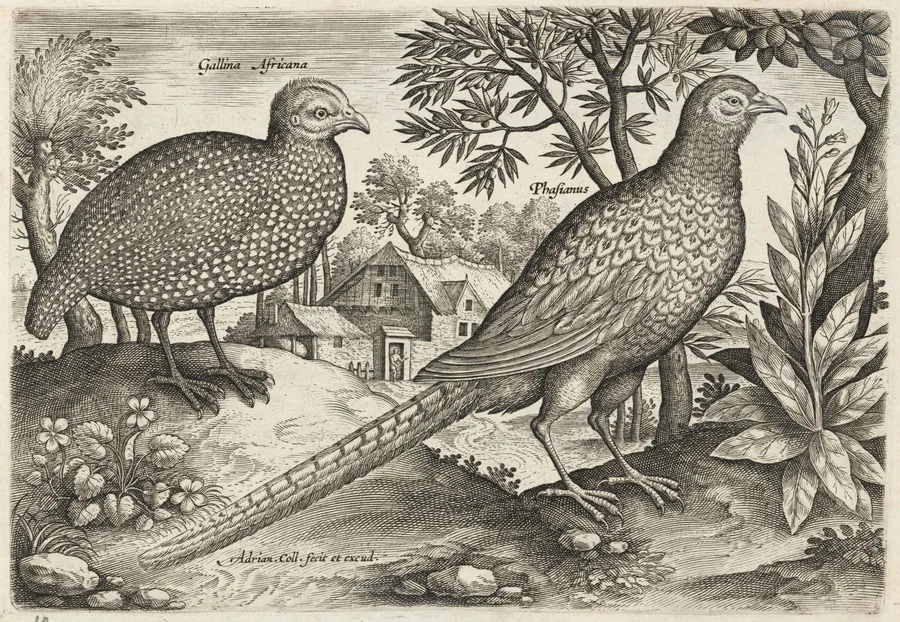 Guinea Fowl and Pheasant by Adriaen Collaert
