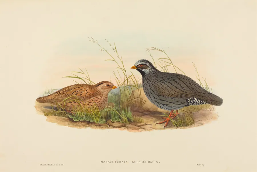 Malacoturnix superciliosus (Mountain Quail) by John Gould