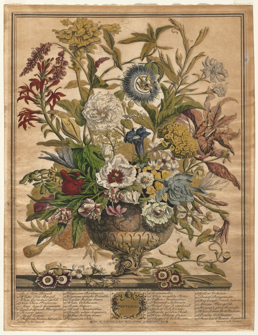 Twelve Months of Flowers:  September by Henry Fletcher