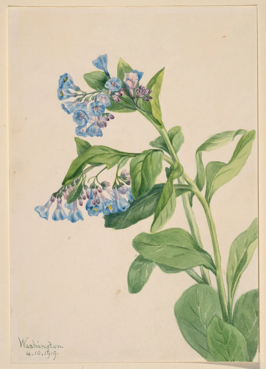 Virginia Bluebells (Mertensia virginica) by Mary Vaux Walcott, born Philadelphia, PA 1860-died St. Andrews, New Brunswick, Canada 1940