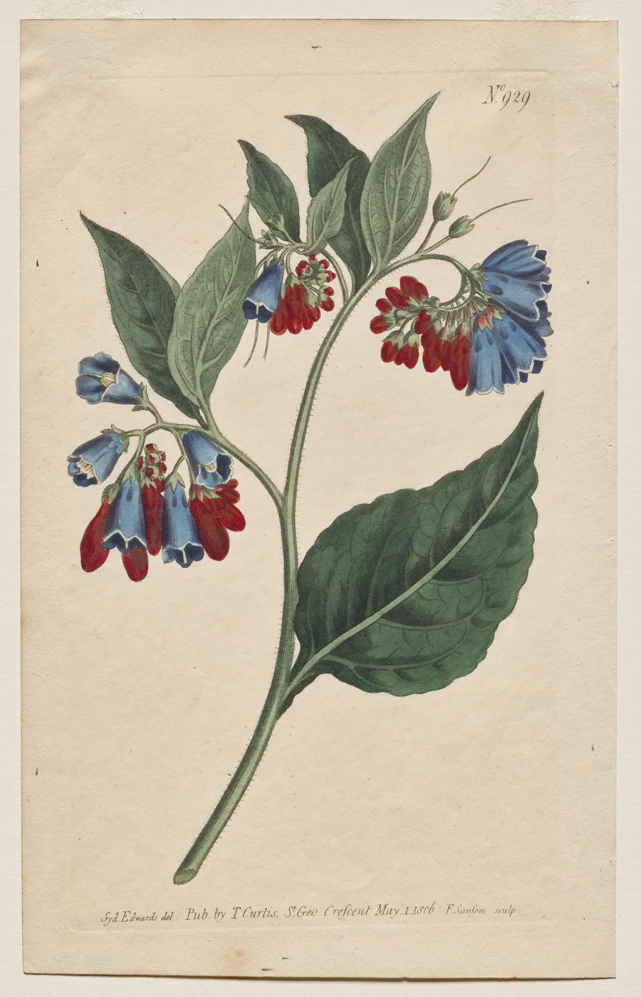 The Botanical Magazine or Flower Garden Displayed: Plate 929, Symphyum Asperrim. Prickley Comfrey. [Symphytum asperum] by Francis Sansom