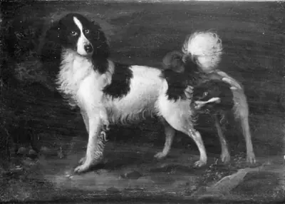 To hunde