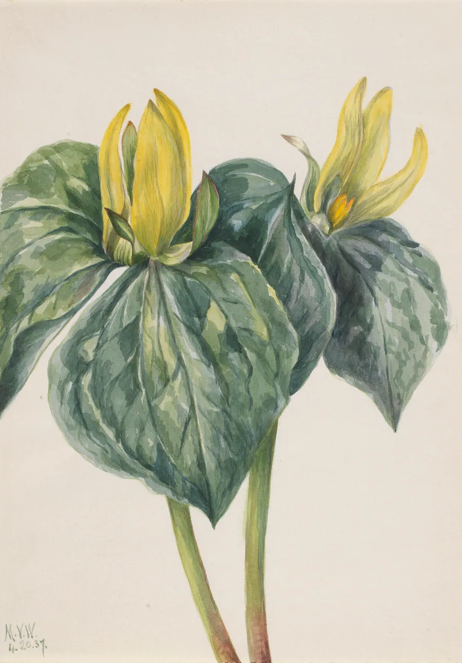 Whippoorwill Flower (Trillium hugeri) by Mary Vaux Walcott, born Philadelphia, PA 1860-died St. Andrews, New Brunswick, Canada 1940
