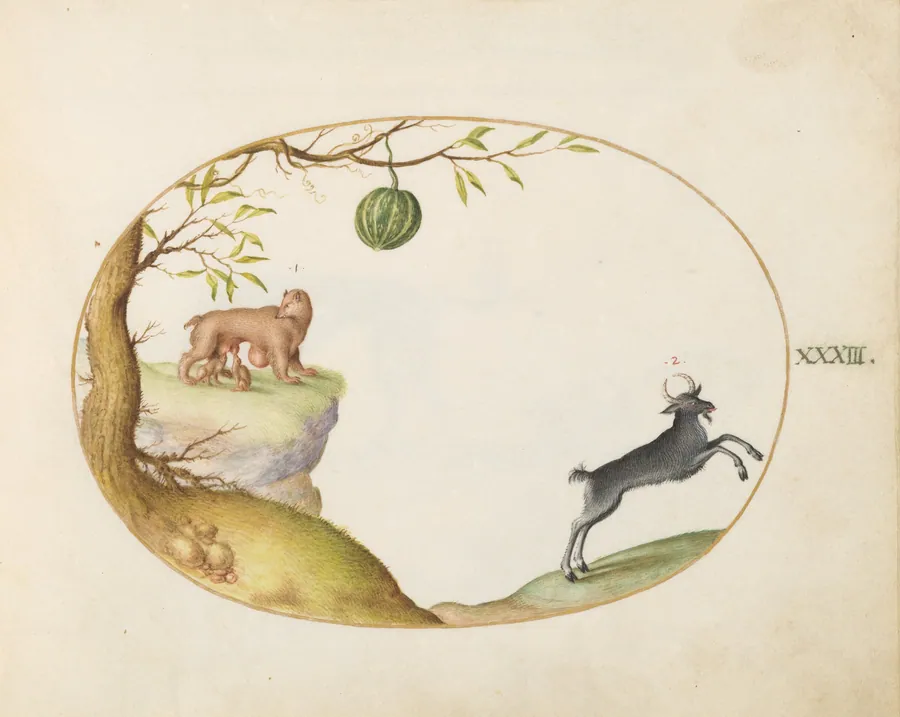 Plate 33: A "Simivulpa" (Opossum?) and an Ibex by Joris Hoefnagel