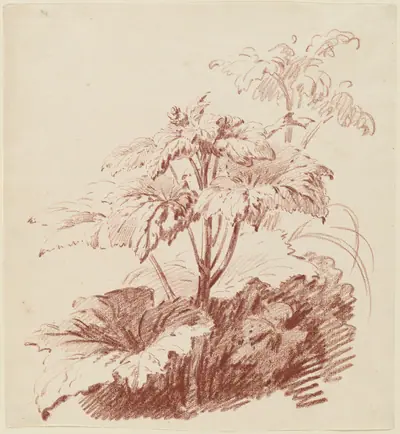 Flowering Plant with Buds