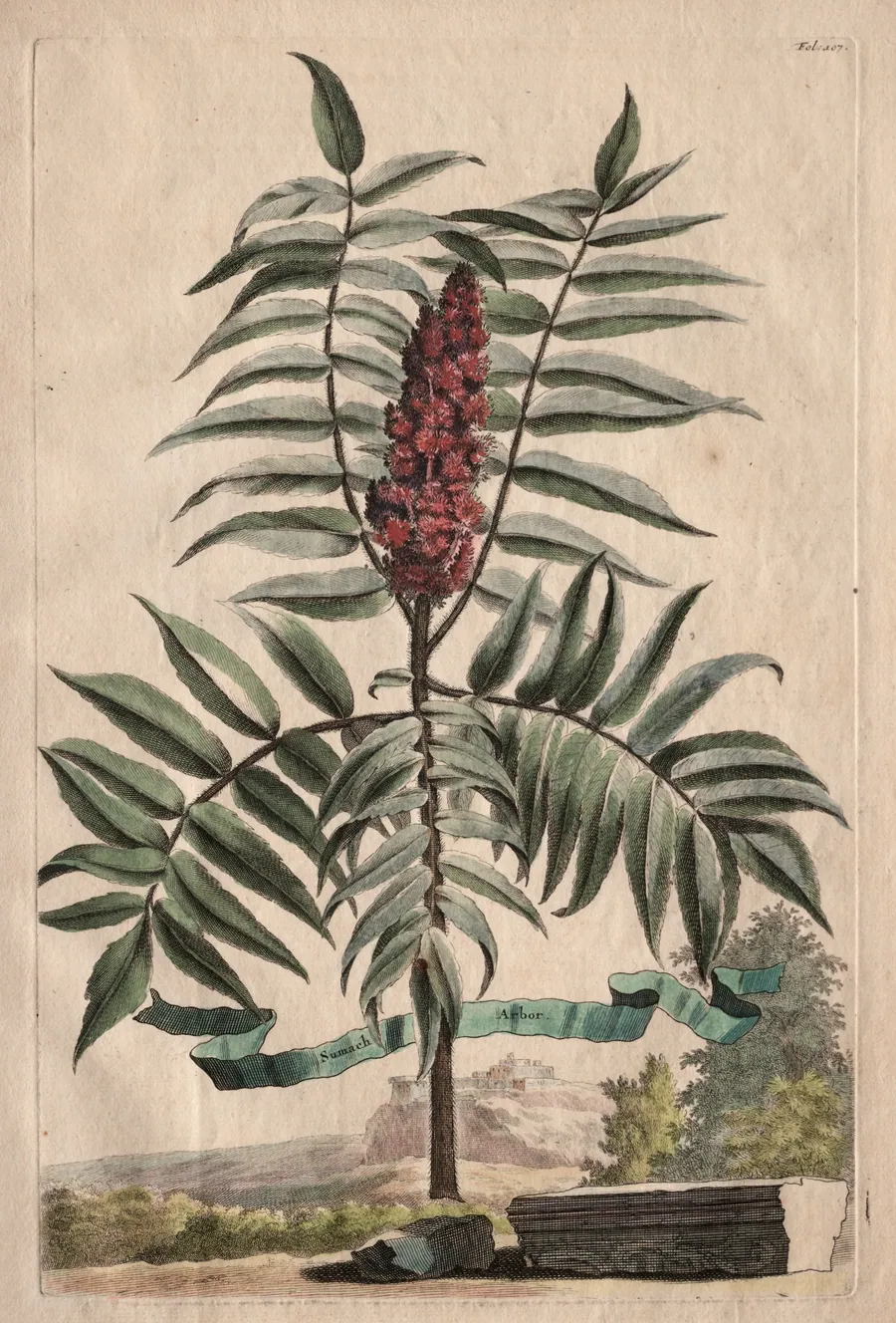 Phytographia Curiosa:  Sumach Arbor by Abraham Munting